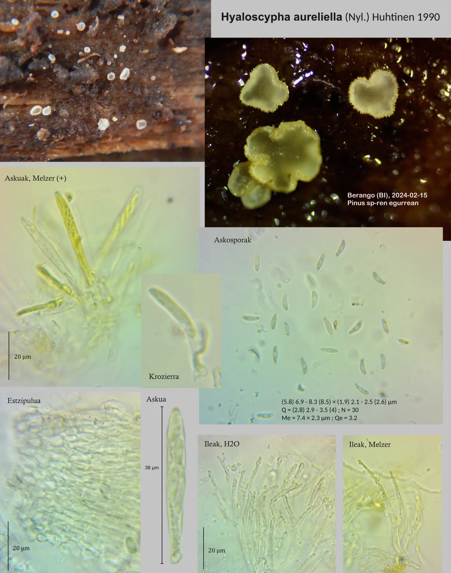Eupezizella aureliella